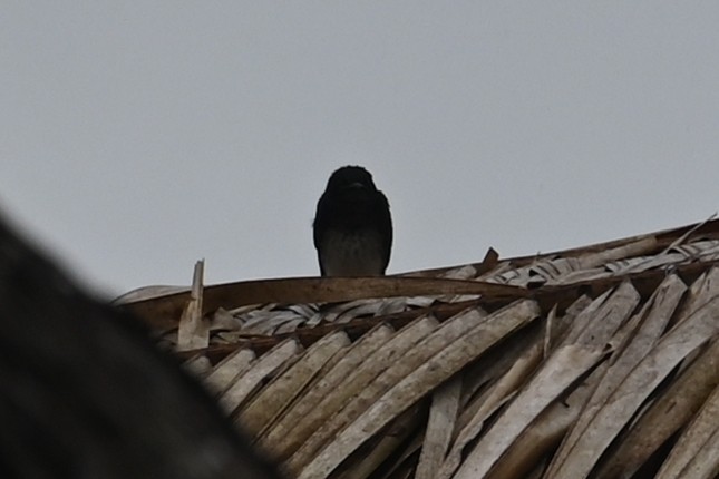 Gray-breasted Martin - ML646686668