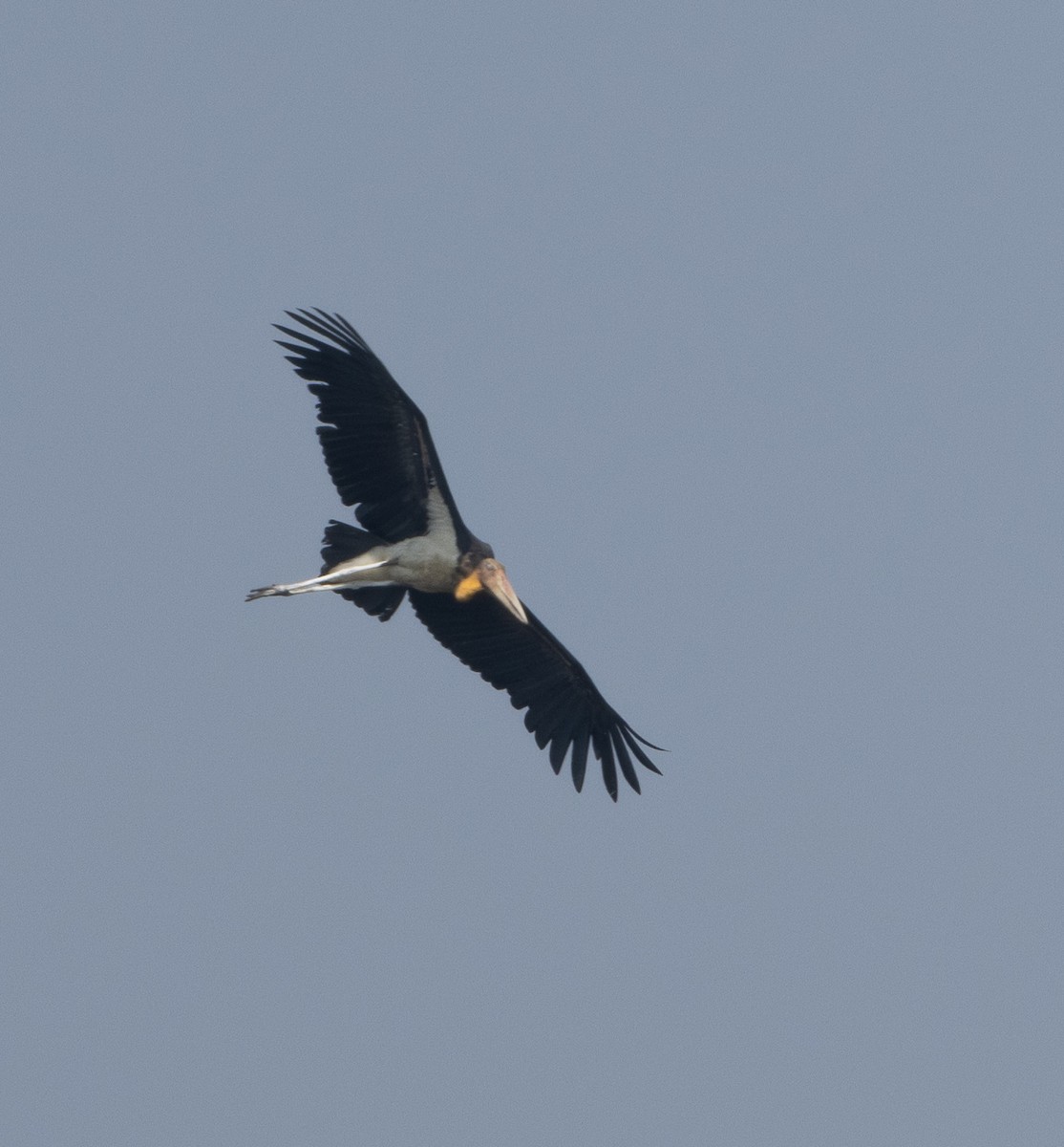 Lesser Adjutant - ML646686669