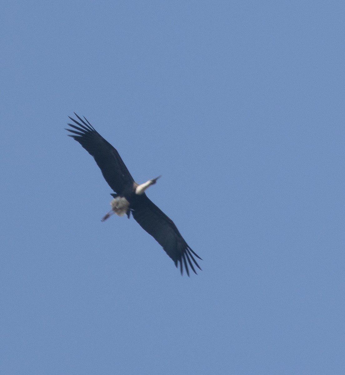 Asian Woolly-necked Stork - ML646686670