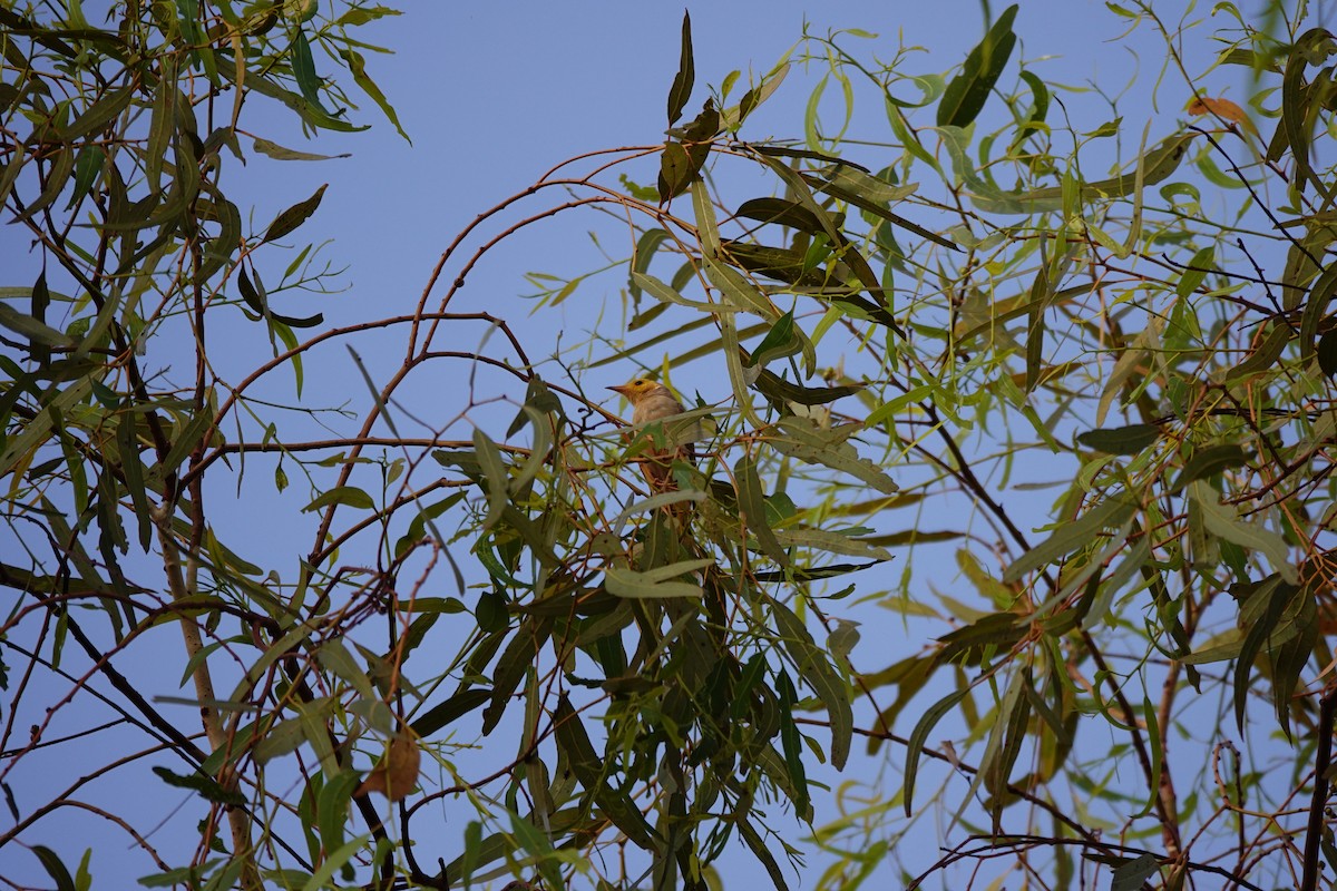White-plumed Honeyeater - ML646686676