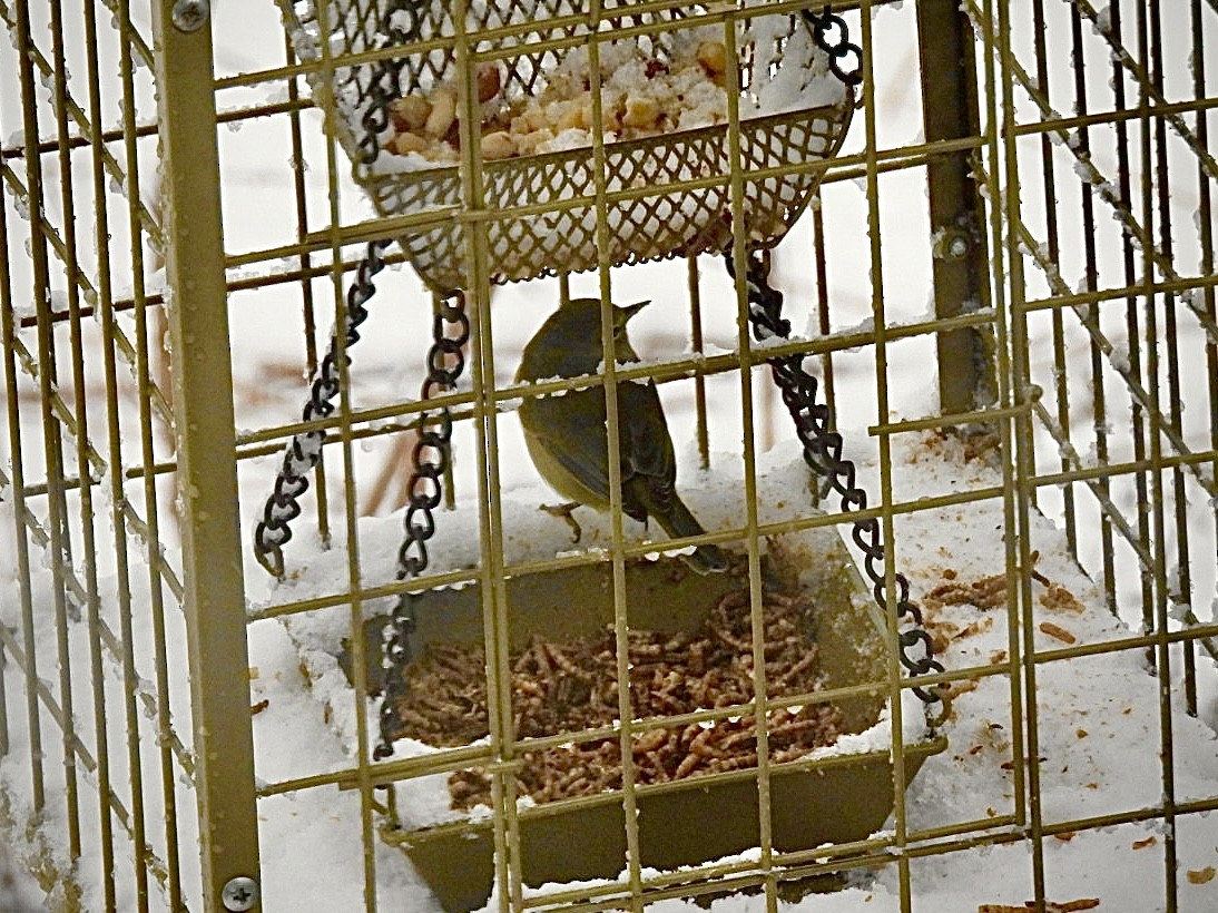 Turuncu Taçlı Ötleğen - ML646686680