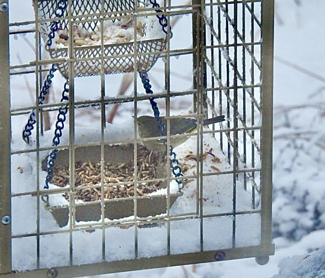 Turuncu Taçlı Ötleğen - ML646686681