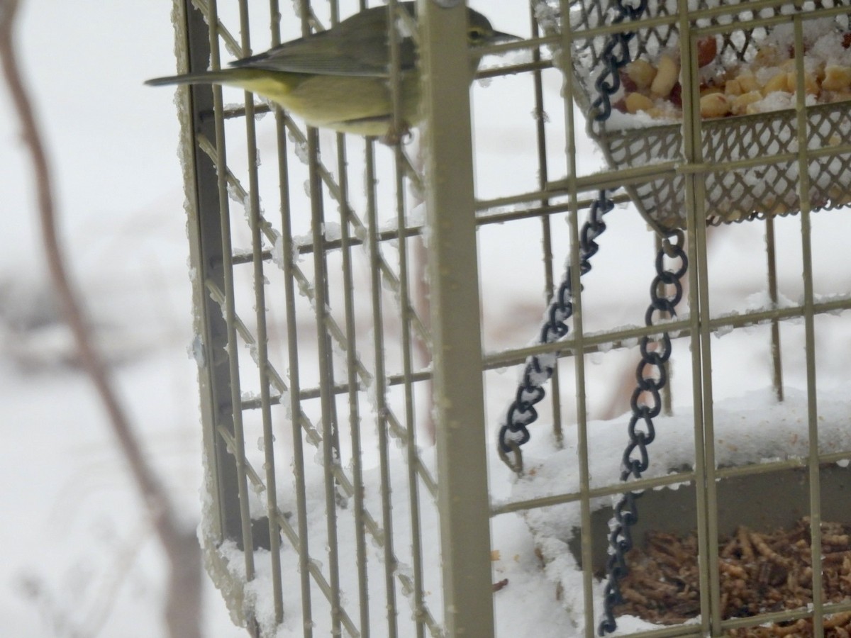 Turuncu Taçlı Ötleğen - ML646686682