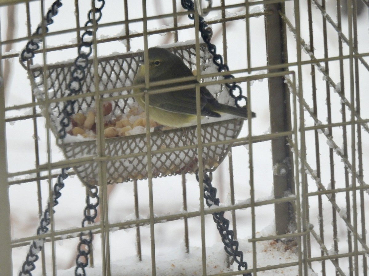 Turuncu Taçlı Ötleğen - ML646686683