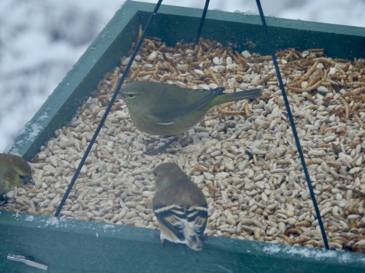 Turuncu Taçlı Ötleğen - ML646686684