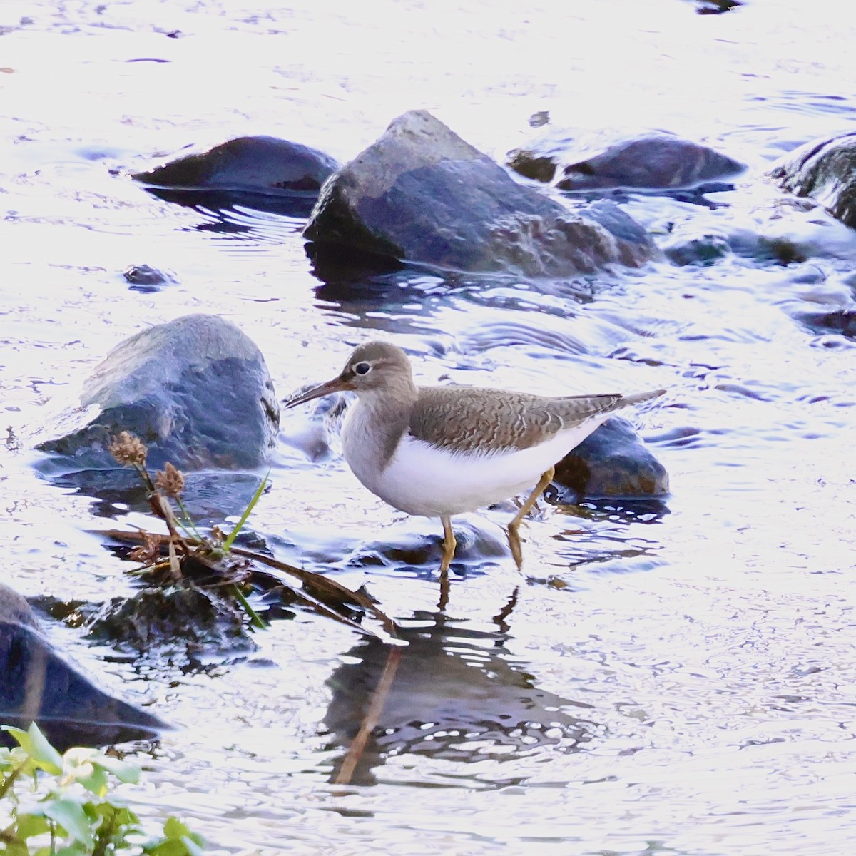 磯鷸 - ML646686686