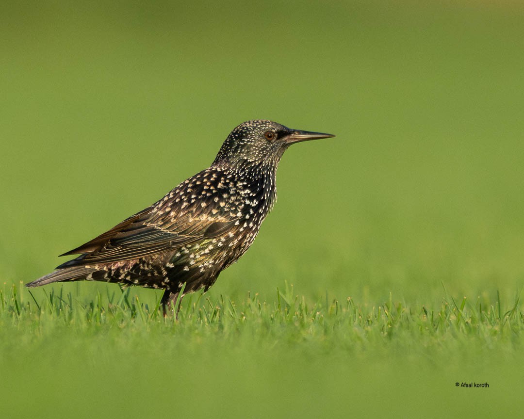 歐洲椋鳥 - ML646686690