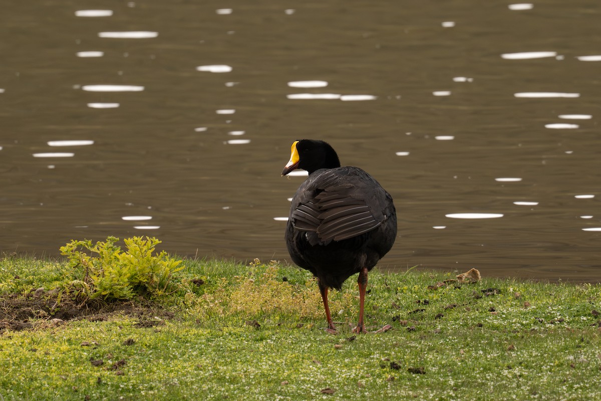 Лиска гігантська - ML646686691