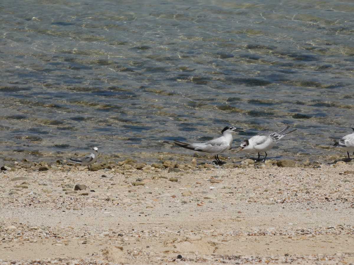 Крячок карибський - ML646686692