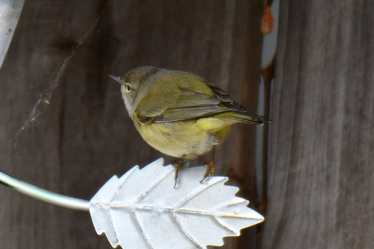 Червоїд оливковий - ML646686693