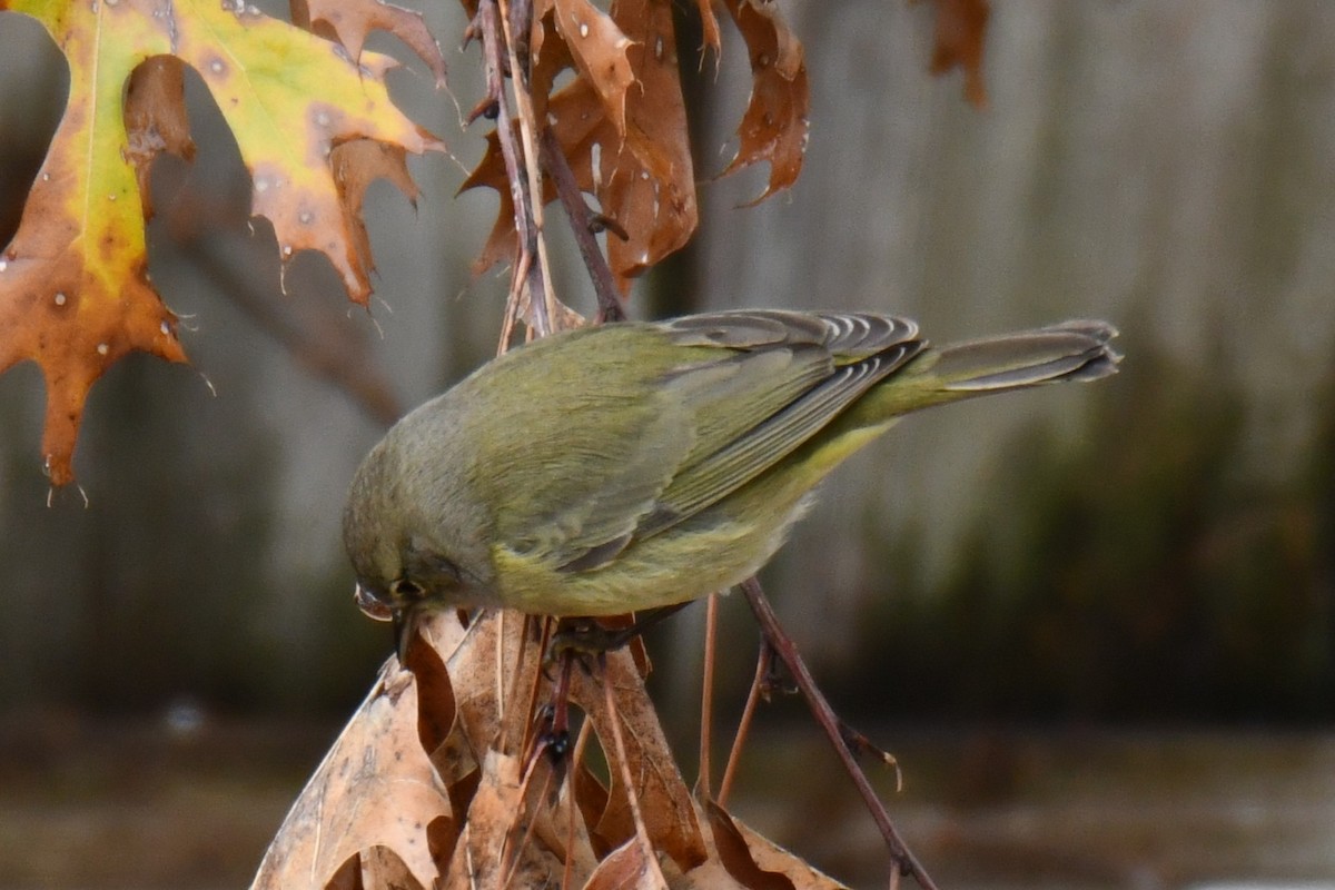 Червоїд оливковий - ML646686694