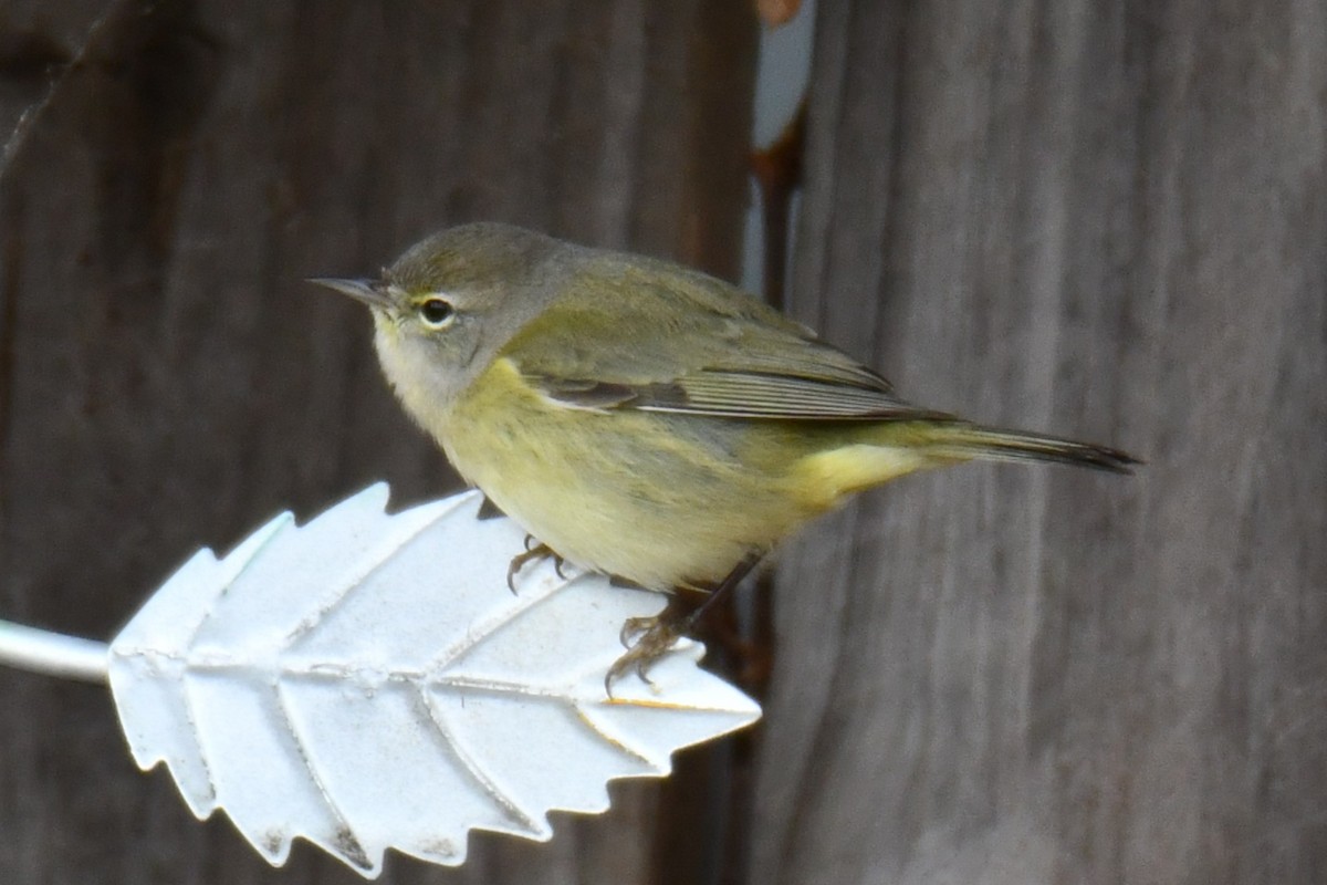 Червоїд оливковий - ML646686698