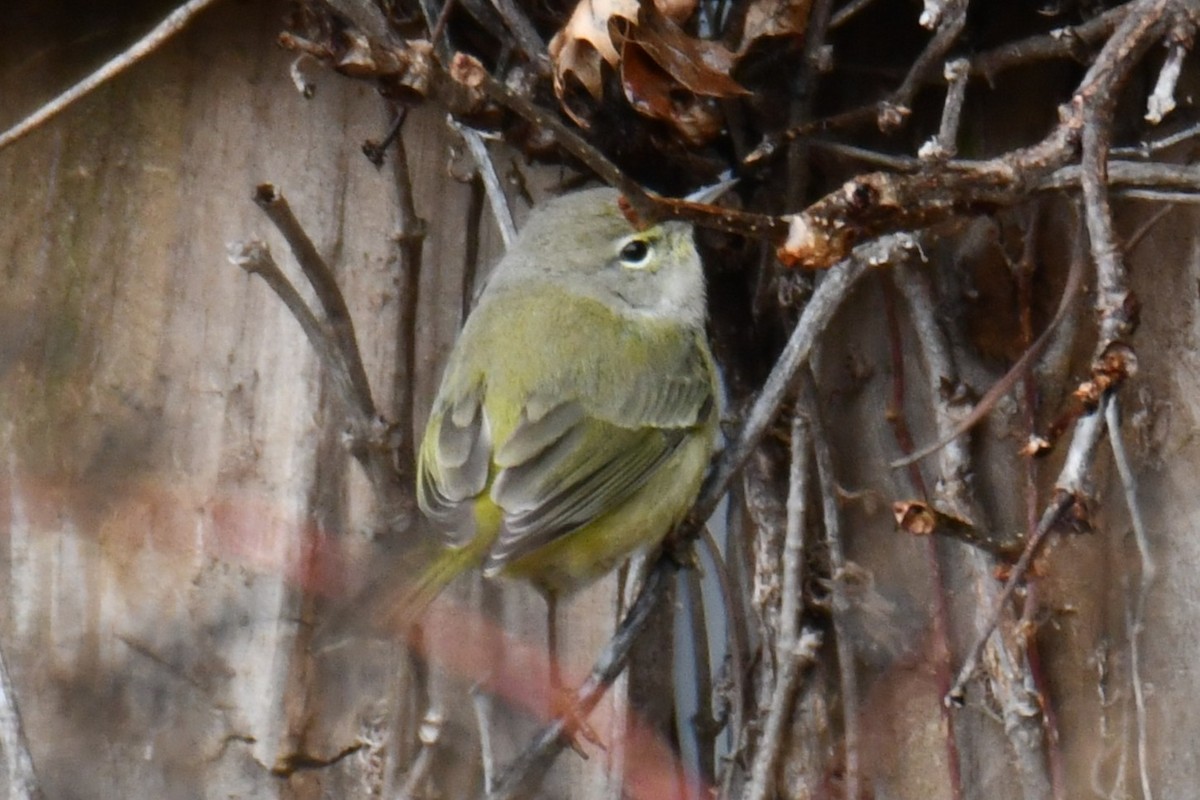 Червоїд оливковий - ML646686700