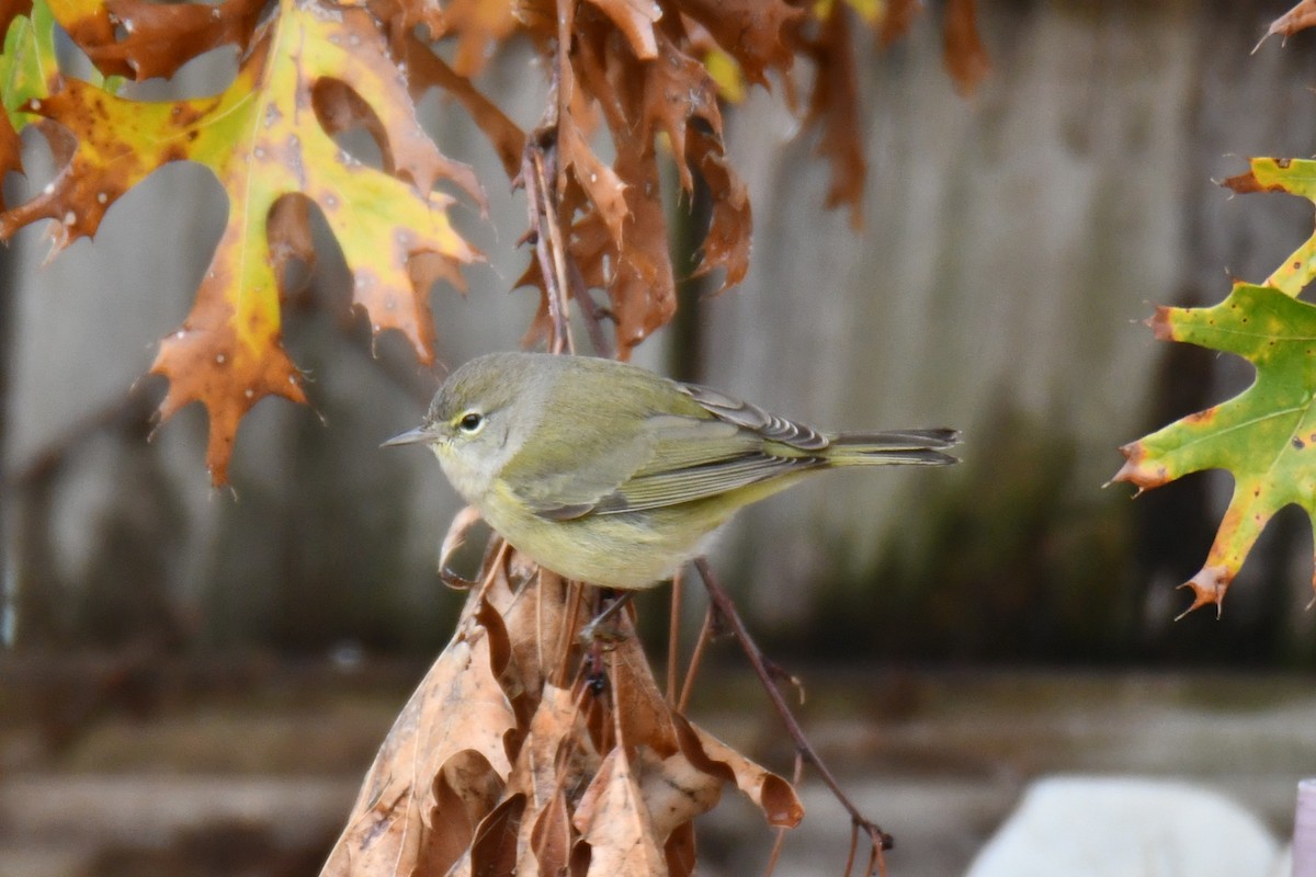 Червоїд оливковий - ML646686701