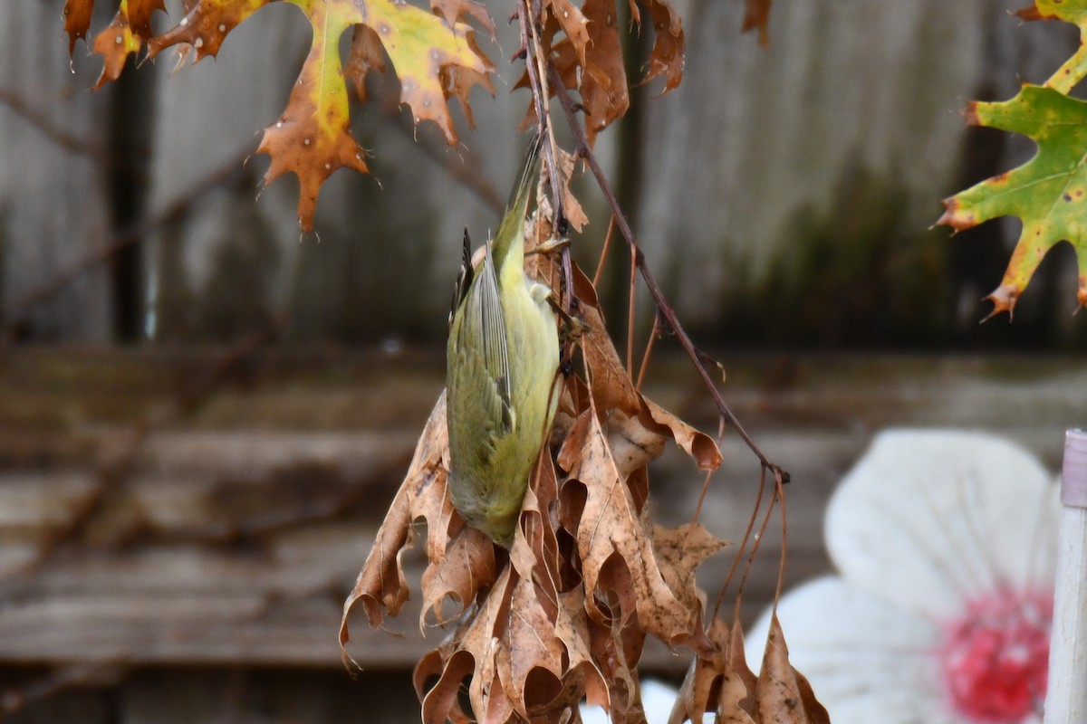 Червоїд оливковий - ML646686702