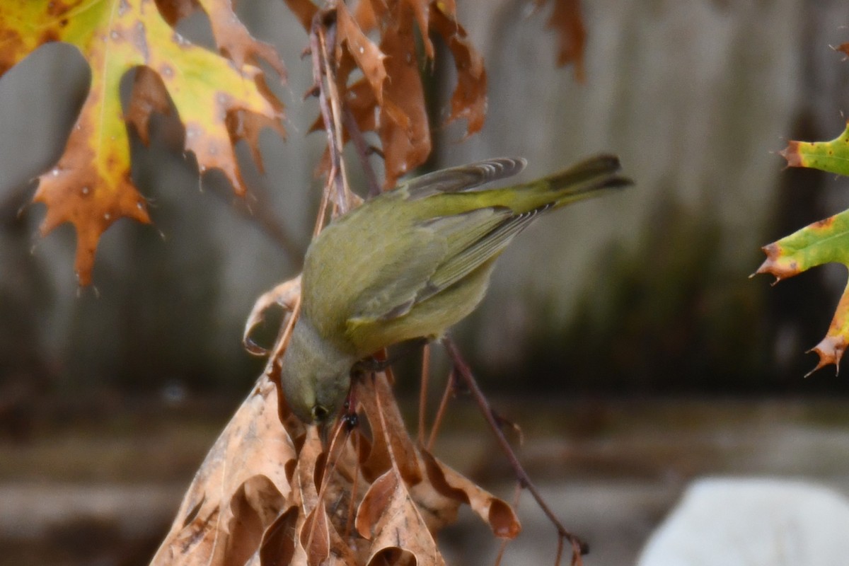Червоїд оливковий - ML646686703