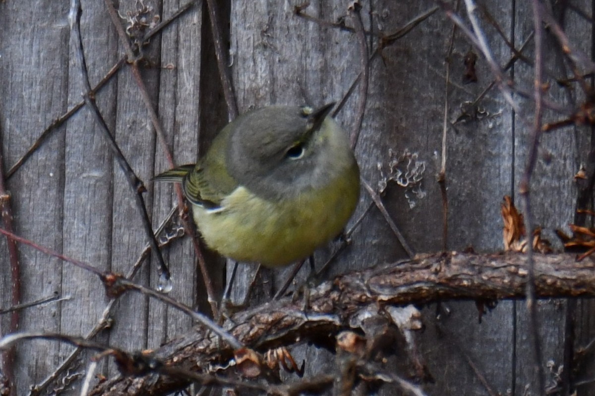 Червоїд оливковий - ML646686704