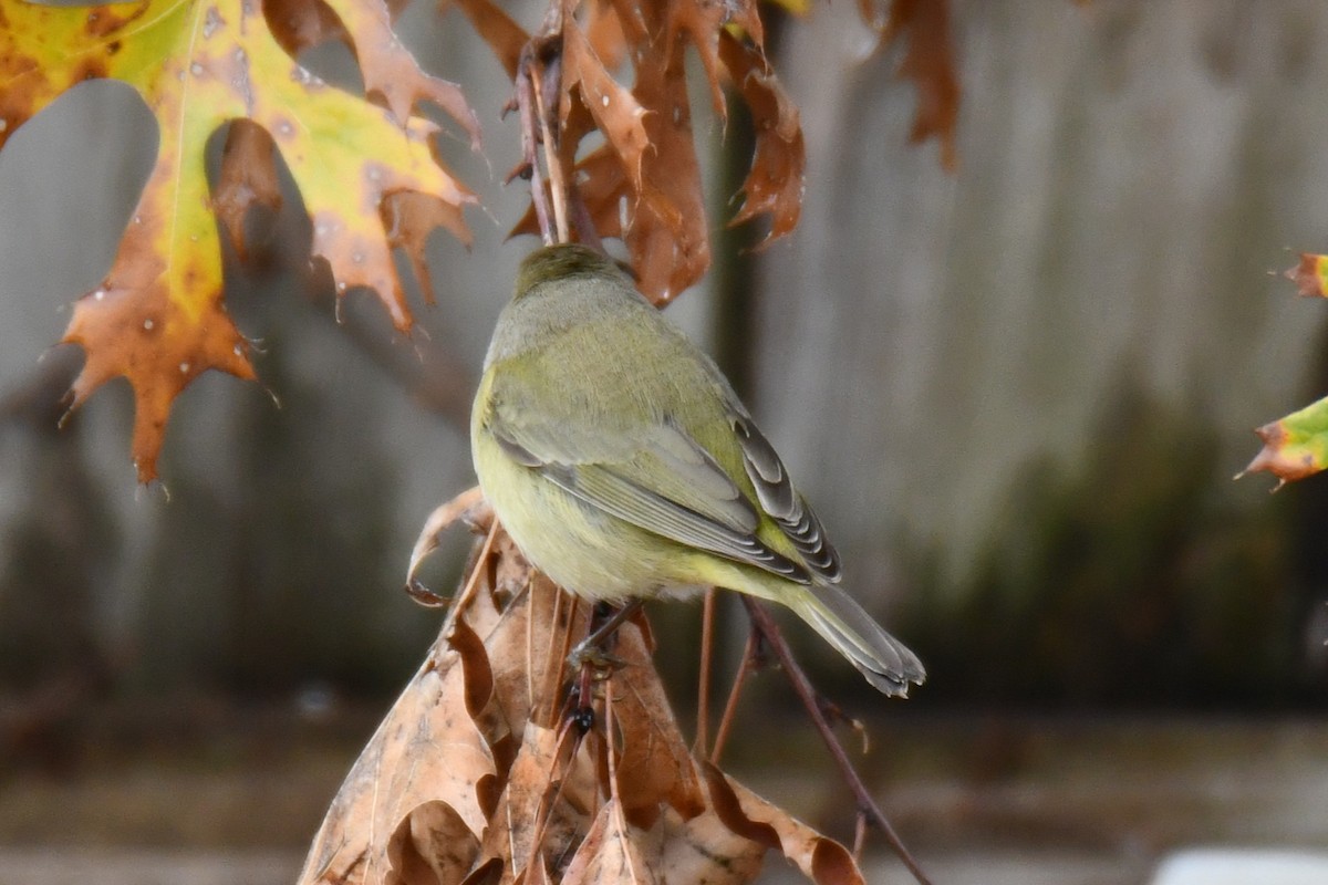 Червоїд оливковий - ML646686705