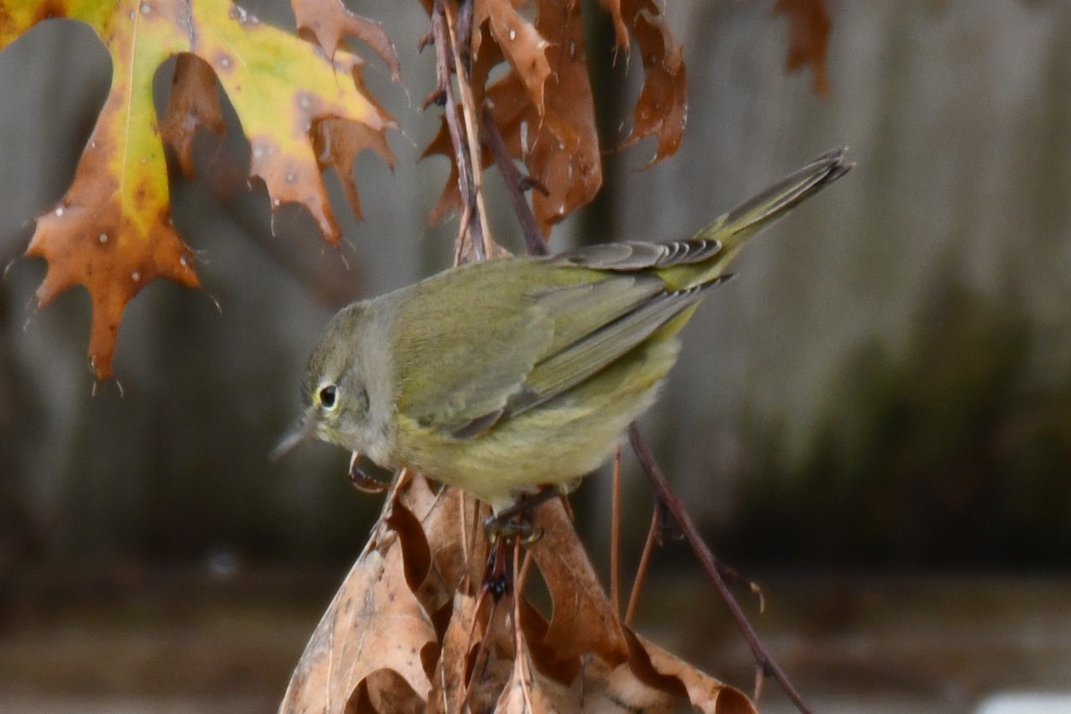 Червоїд оливковий - ML646686706
