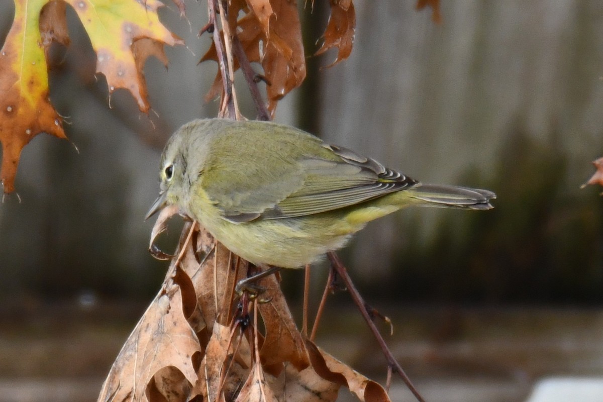 Червоїд оливковий - ML646686707