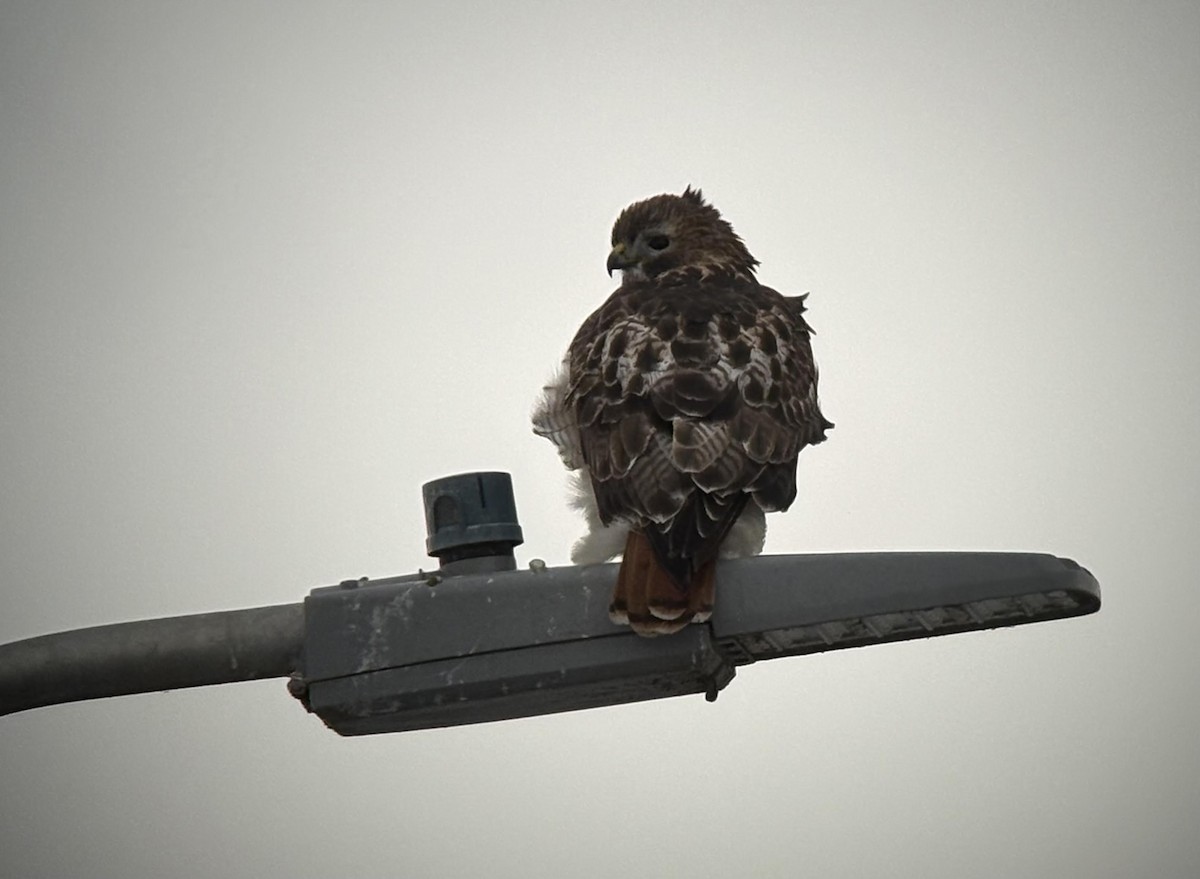 Канюк неоарктичний - ML646686708