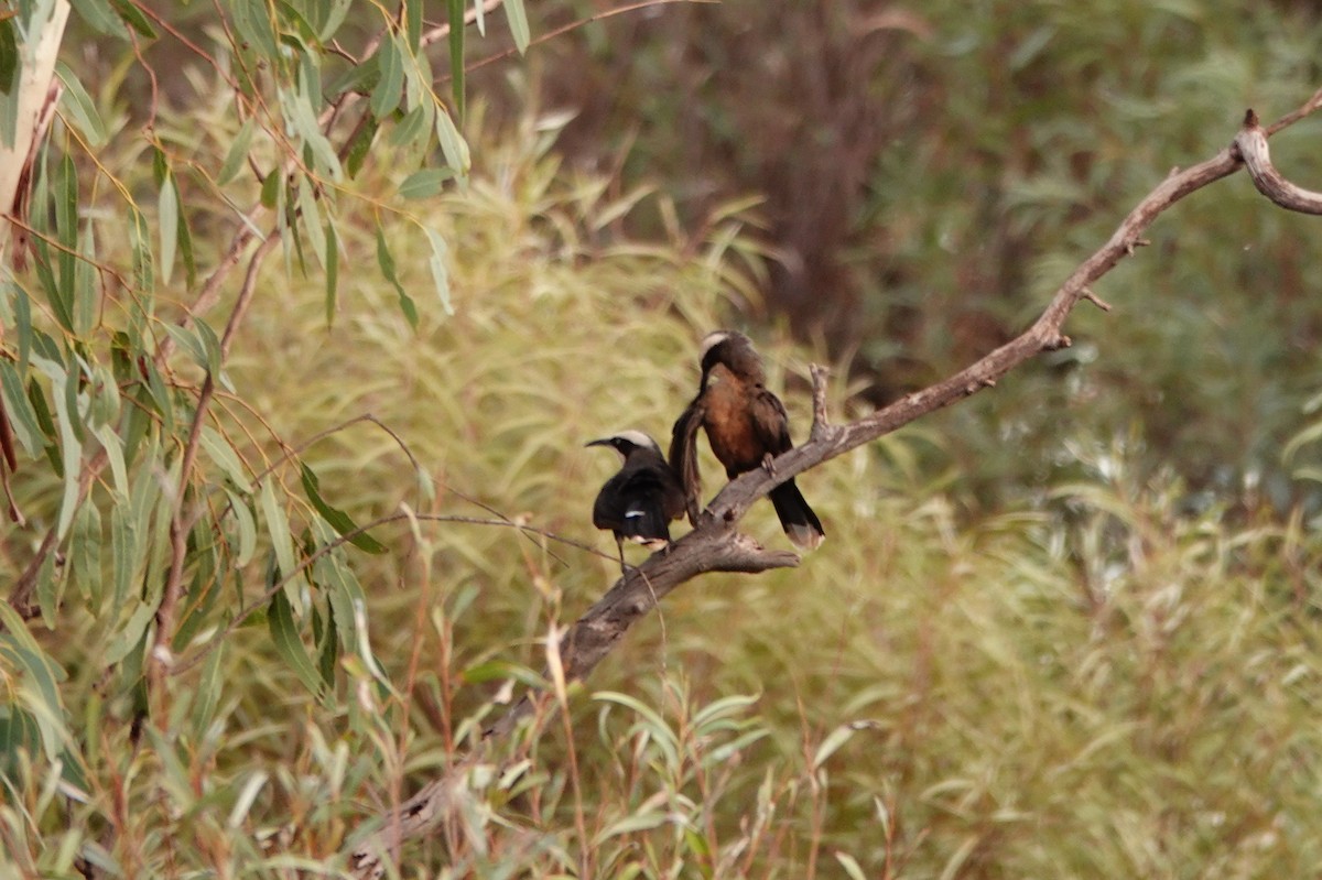 Стадняк білоголовий - ML646686709