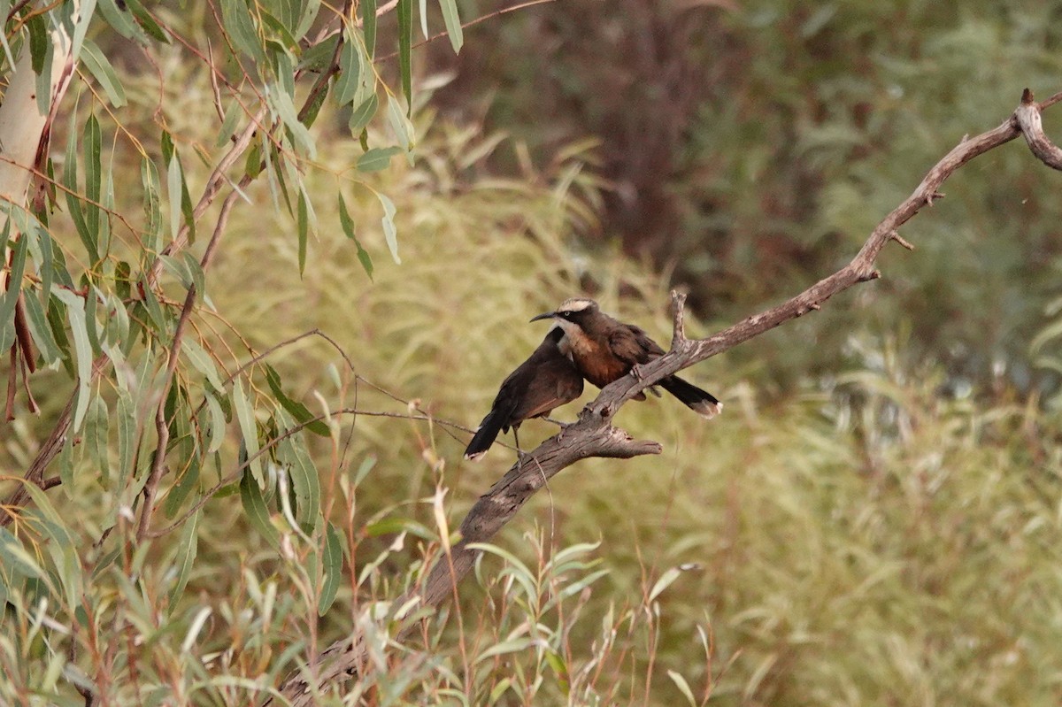 Стадняк білоголовий - ML646686710