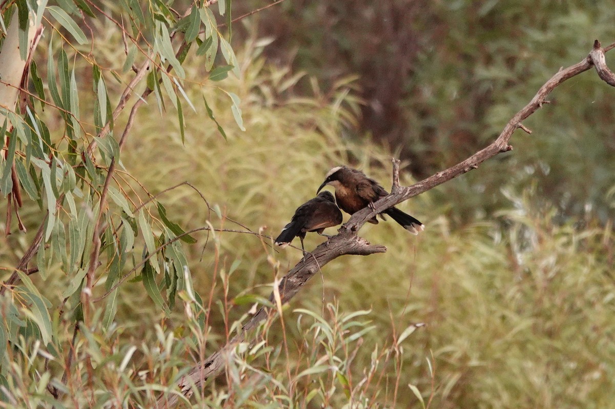 Стадняк білоголовий - ML646686711