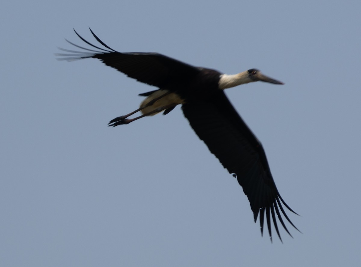 Лелека білошиїй - ML646686712