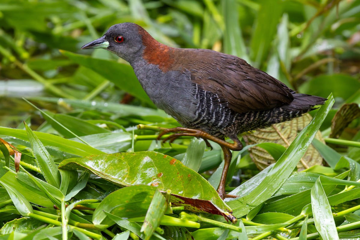 Погонич амазонійський - ML646686715