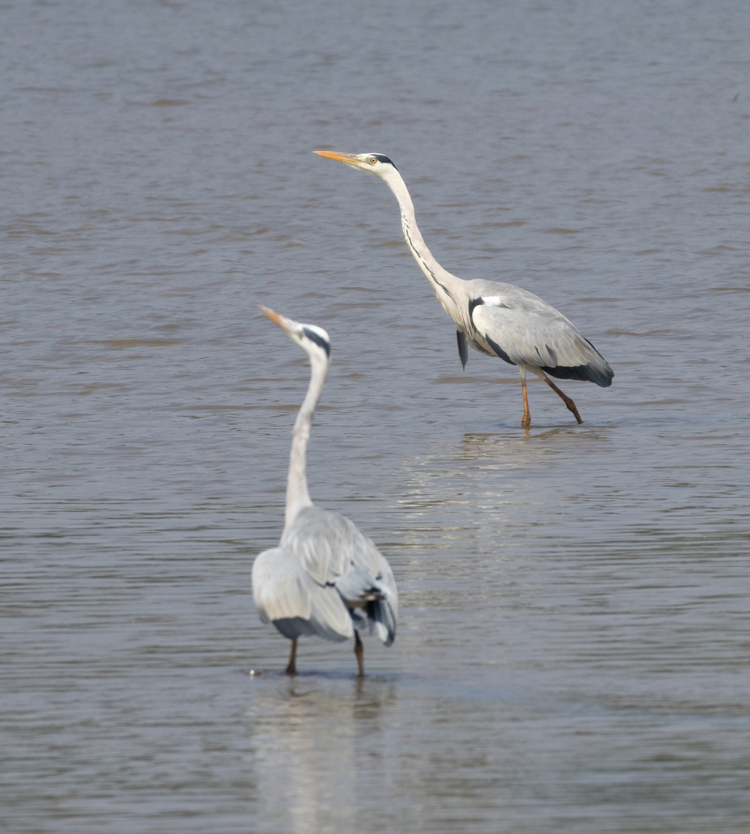 Чапля сіра - ML646686716