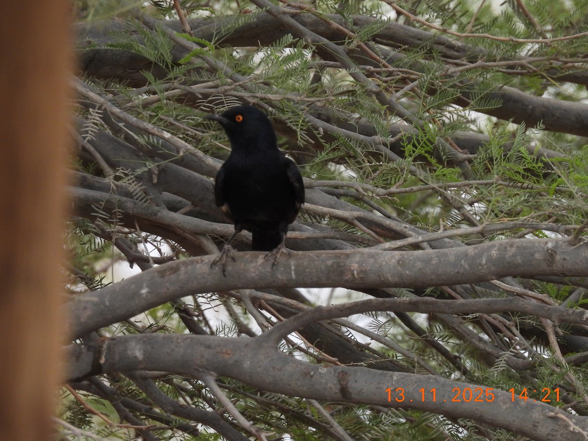 Моріо білокрилий - ML646686717