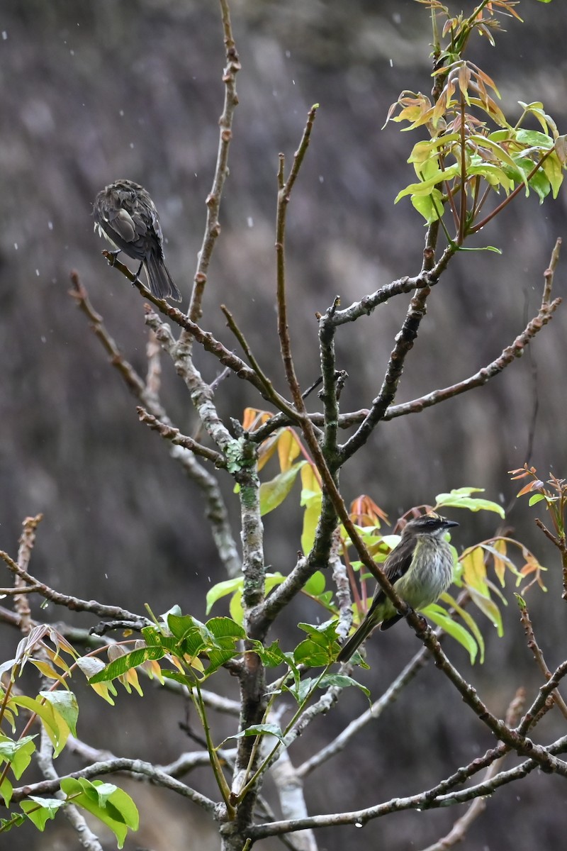 Тиран-розбійник - ML646686718