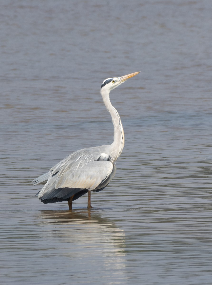 Чапля сіра - ML646686719