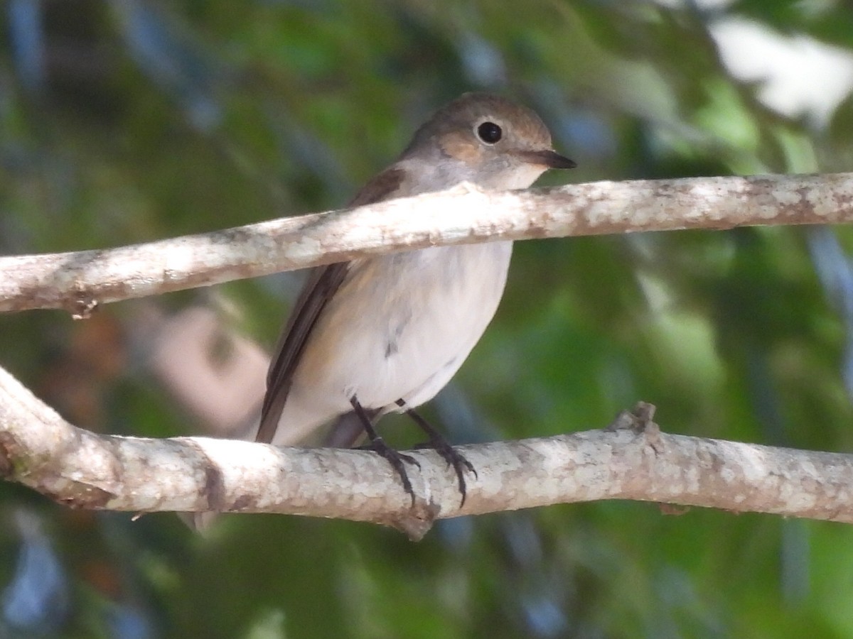 Мухоловка північна - ML646686721