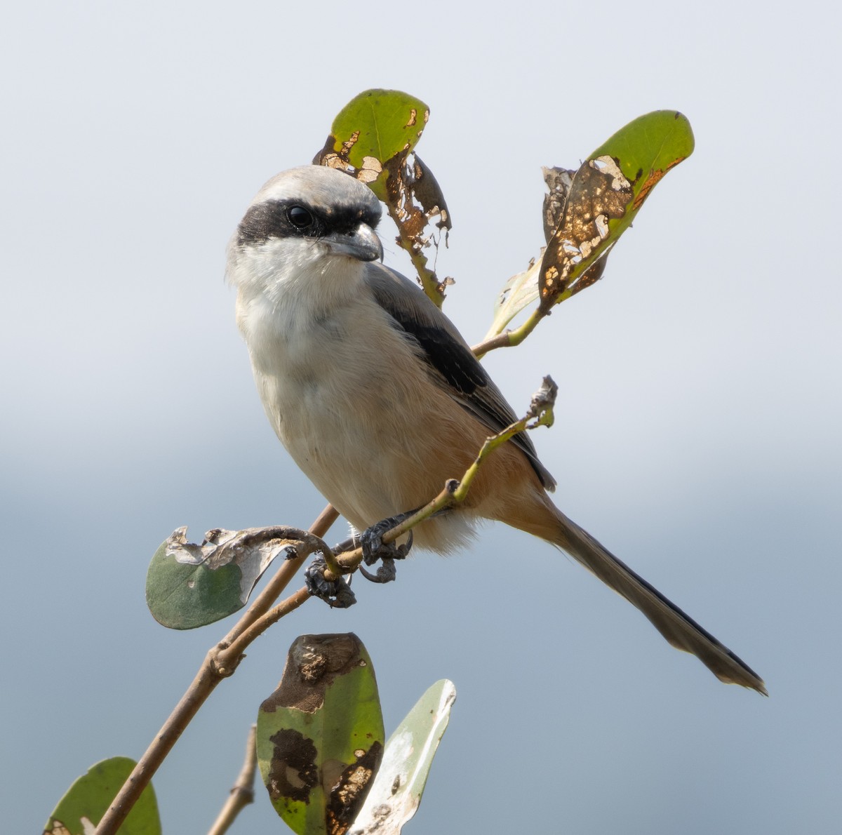 Сорокопуд довгохвостий - ML646686723