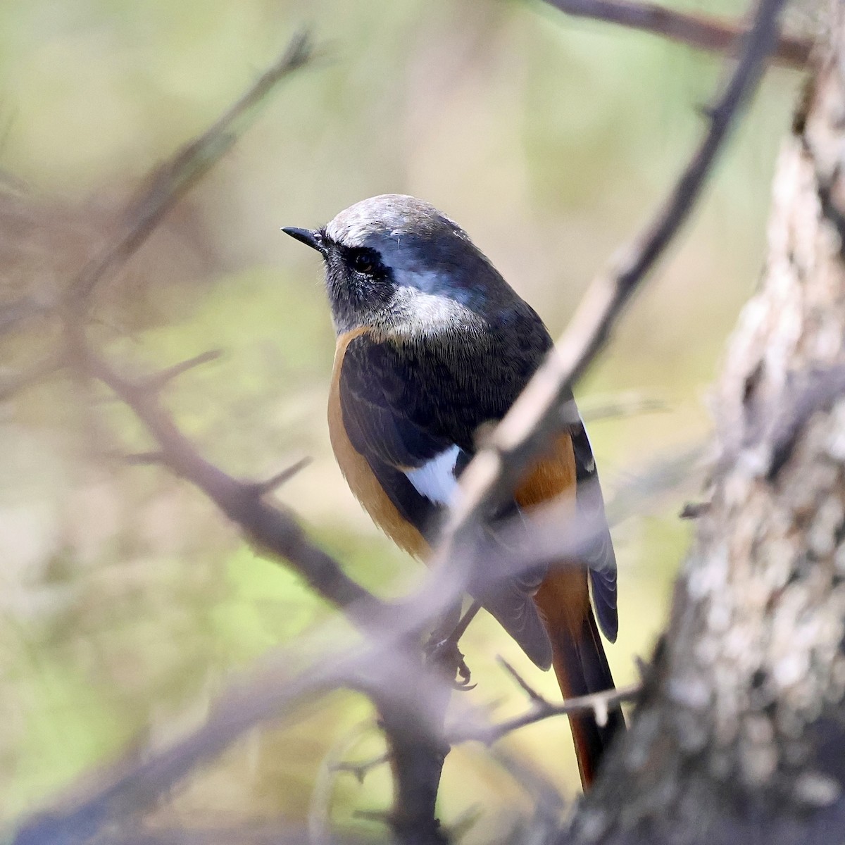 Горихвістка сибірська - ML646686724