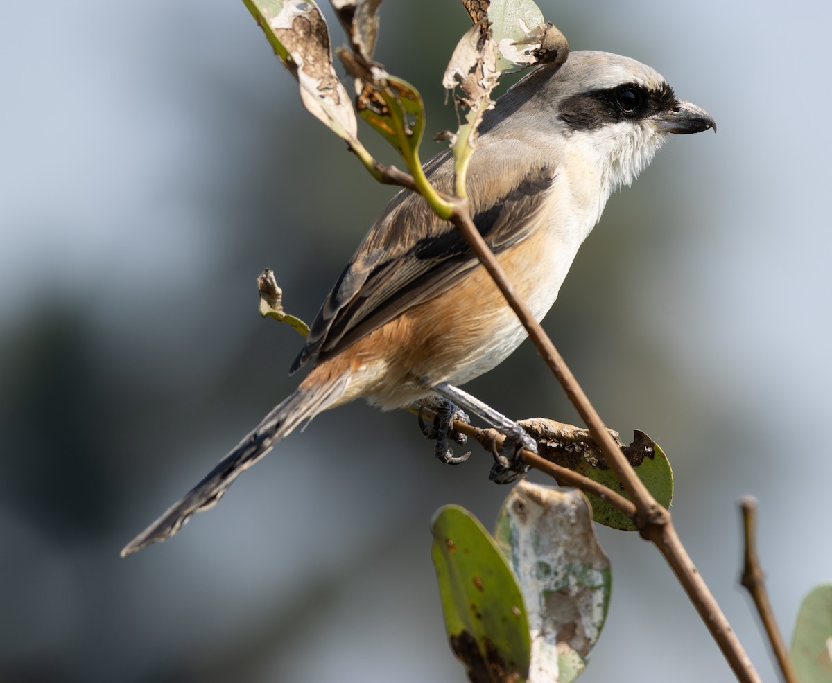 Сорокопуд довгохвостий - ML646686725