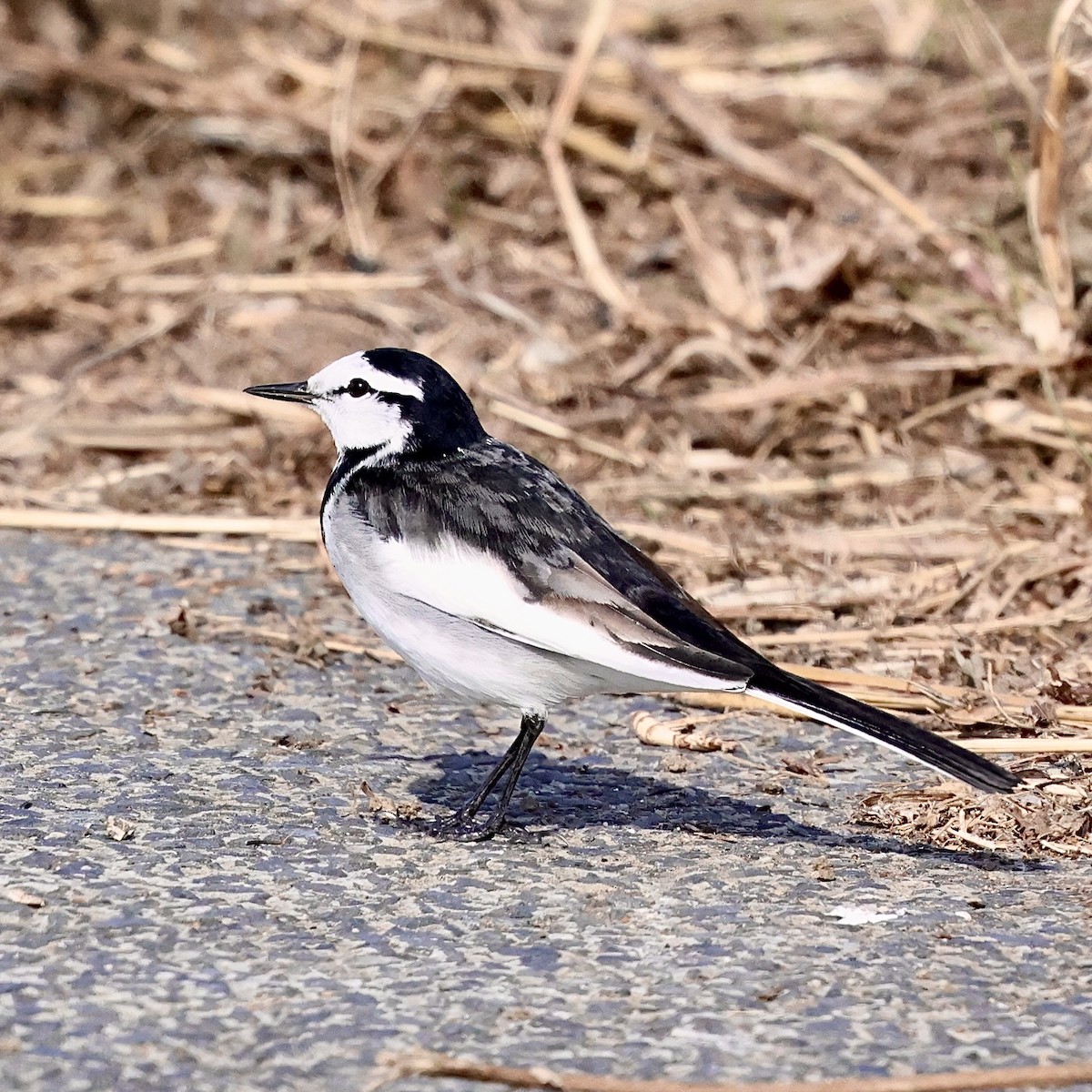 Плиска біла - ML646686726