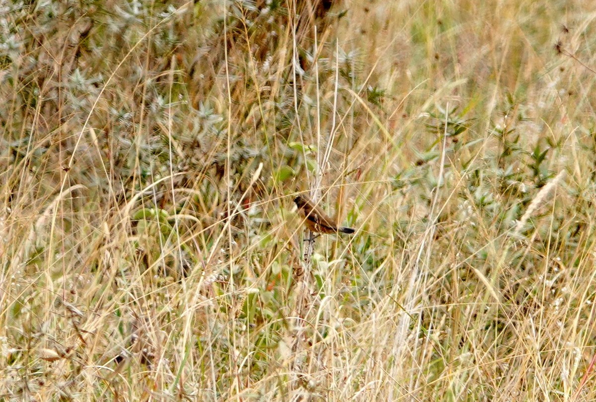 Сріблодзьоб чорноволий - ML646686727