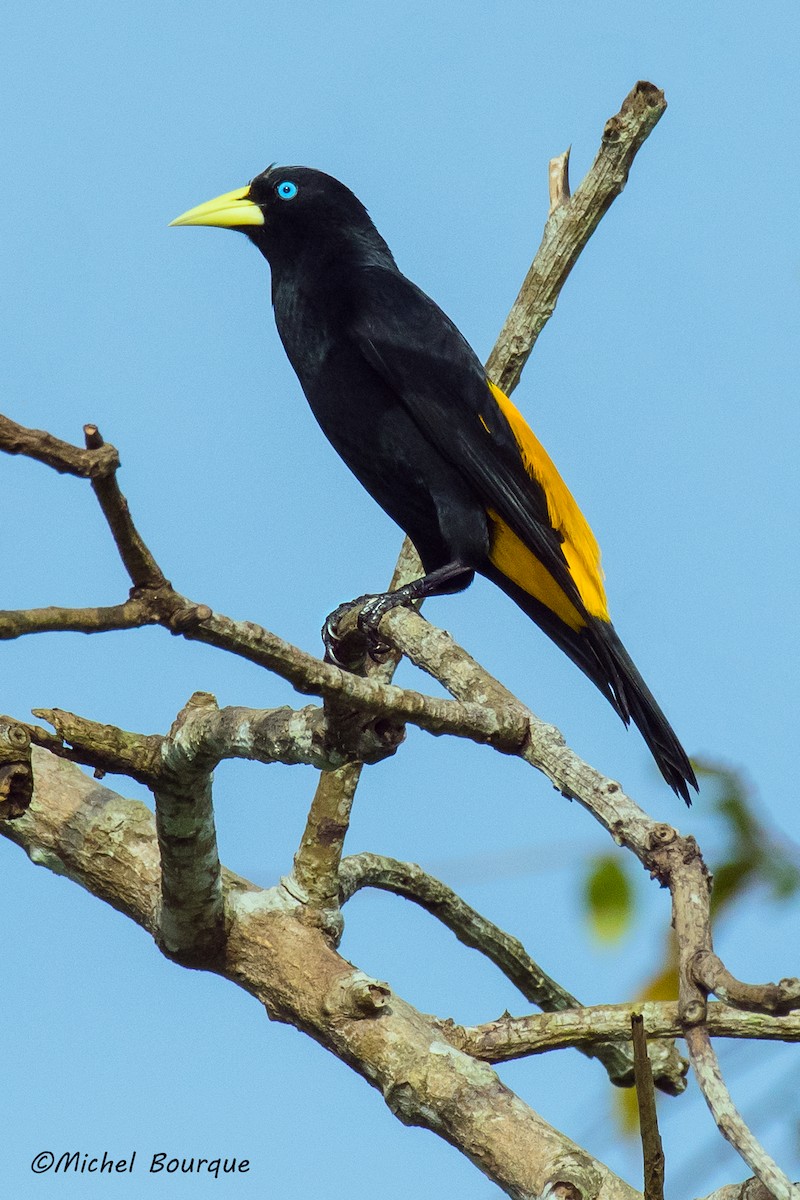 Sarı Sokumlu Kasik - ML646686729