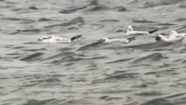 Mediterranean Gull - ML646686734
