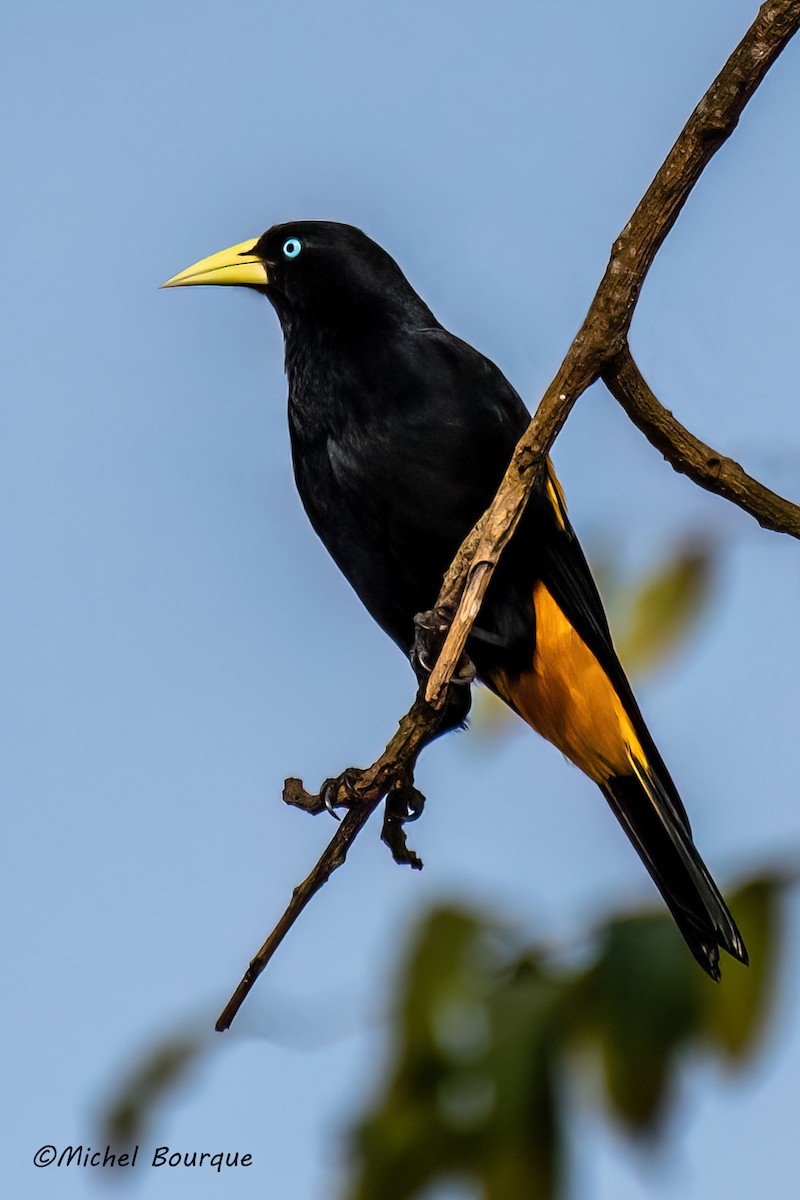 Sarı Sokumlu Kasik - ML646686736