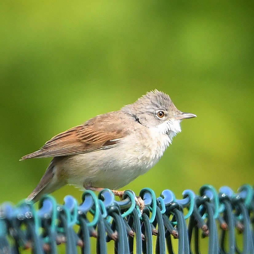 Greater Whitethroat - ML646686739