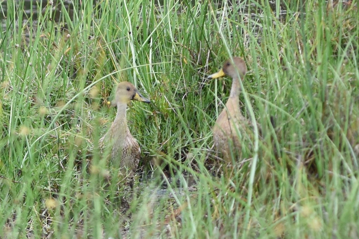 gulnebbstjertand - ML646686740