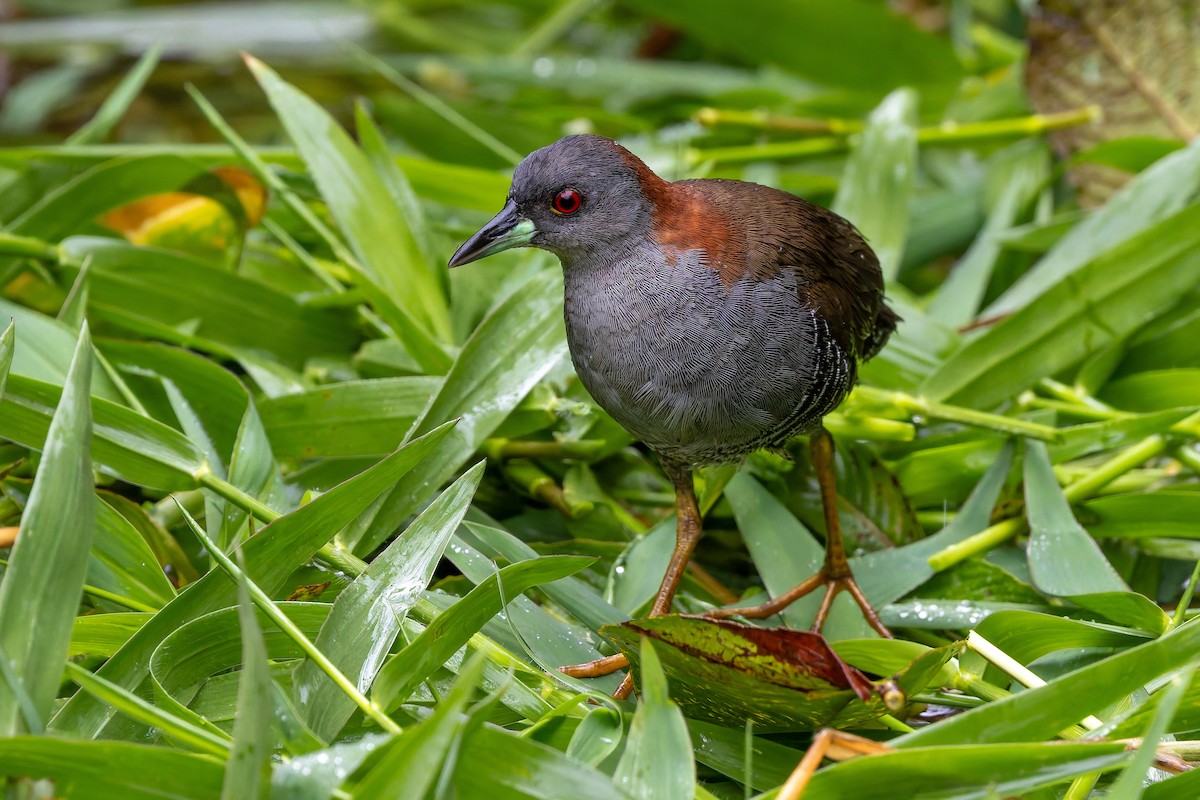 Серогрудый коростелёк - ML646686744