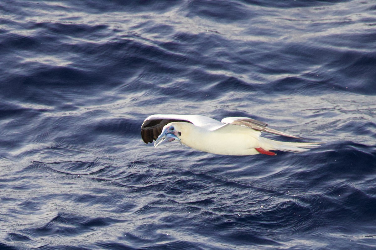 Красноногая олуша - ML646686745