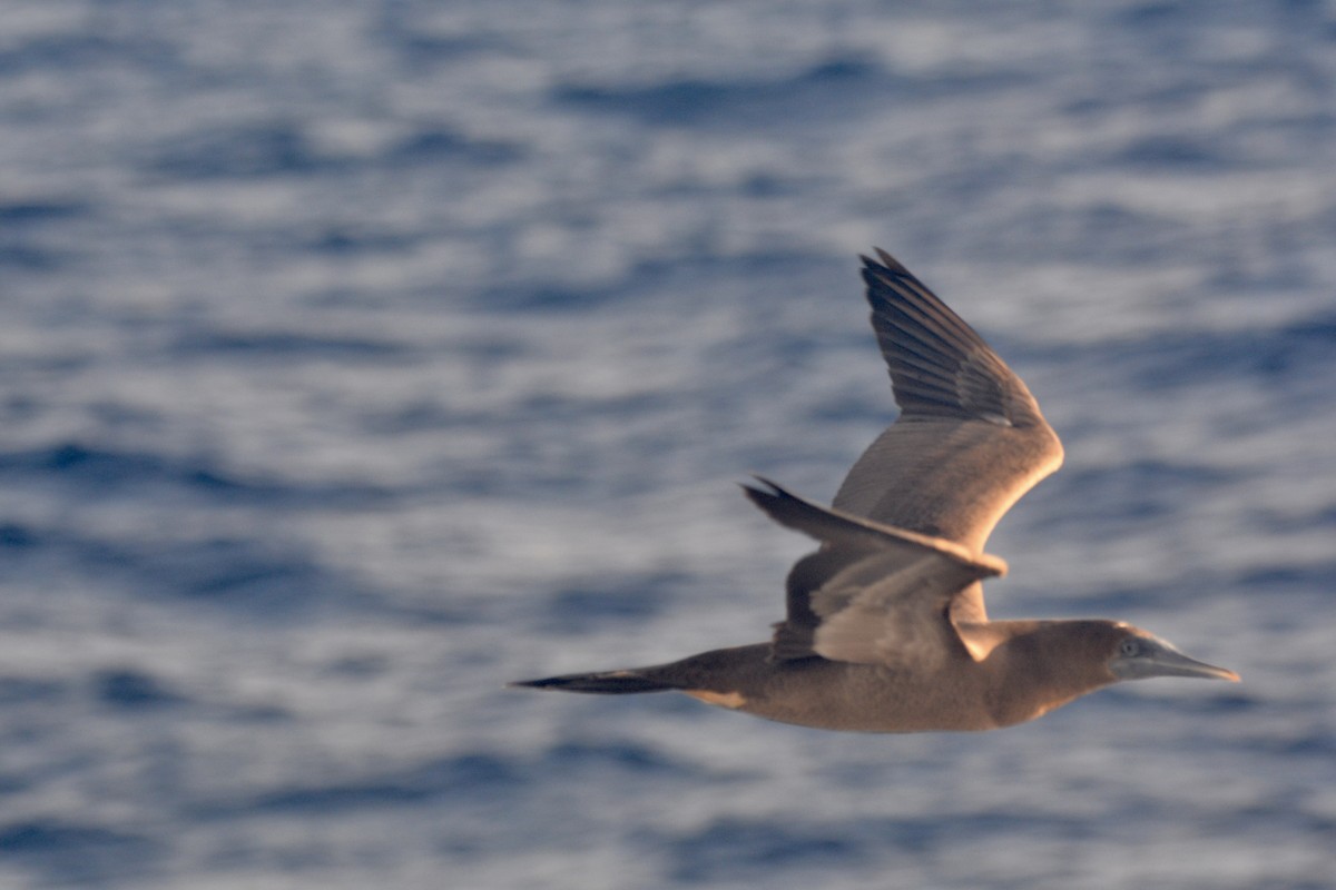 Sula sp. - ML646686747