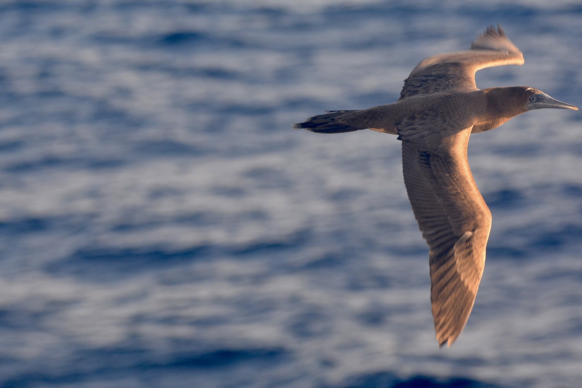 Sula sp. - ML646686748