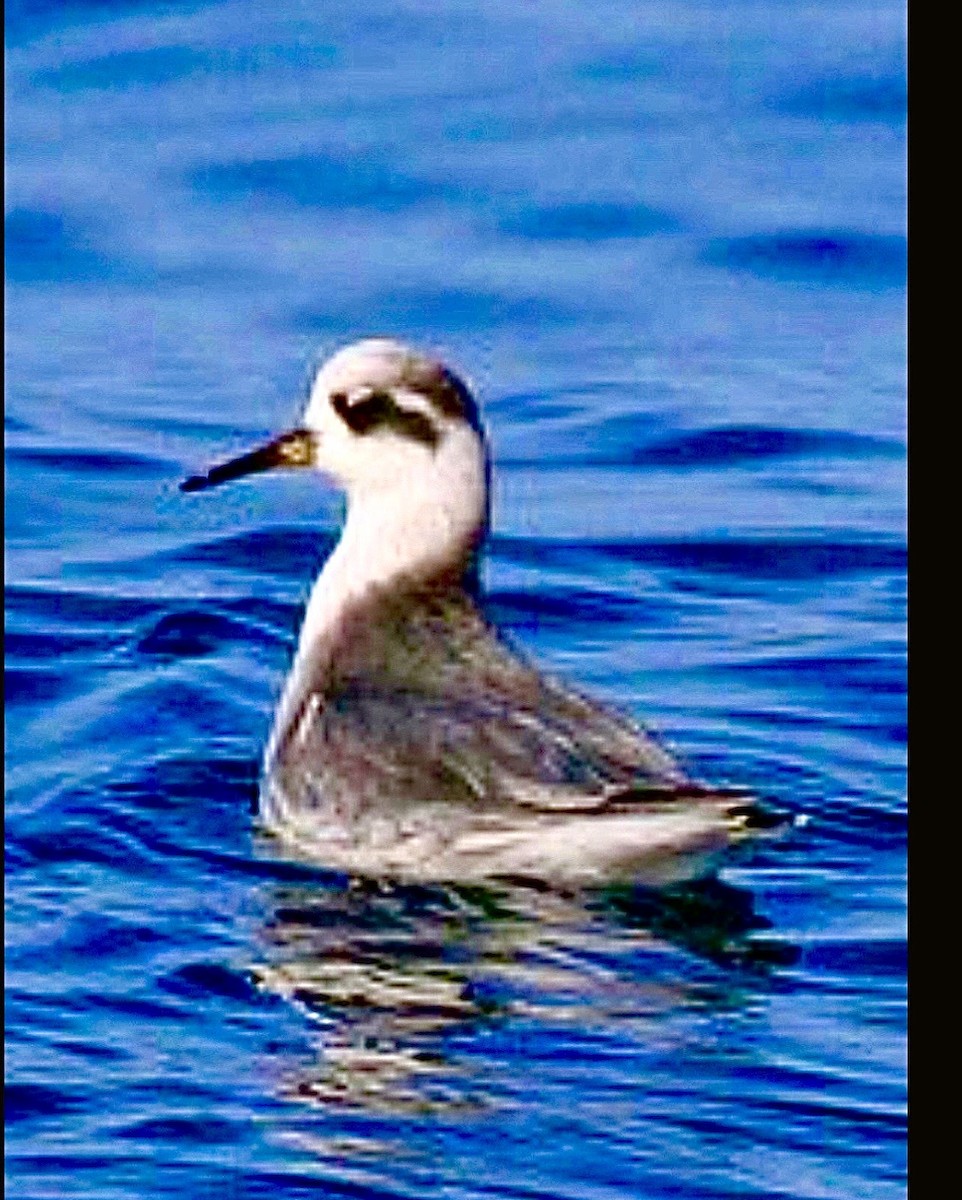 Плосконосый плавунчик - ML646686749